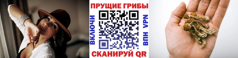 Псилоцибиновые грибы Cubensis  площадка какой сайт  Саров 